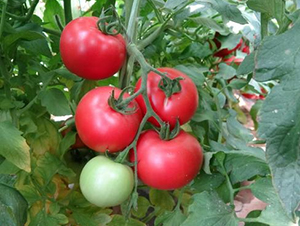 高科美琪8號(hào)-番茄種子-秦豐種業(yè)