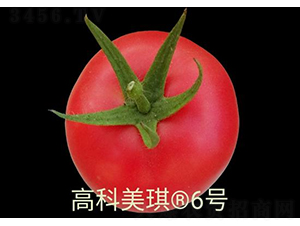 高科美琪6號(hào)-番茄種子-秦豐種業(yè)