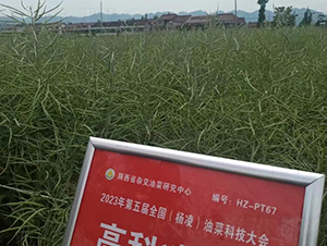 �߿�����1-�Ͳ˷N��-���S�N�I(y��)