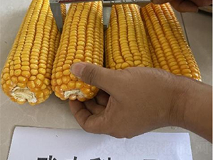 ���r��1̖-���׷N��-���S�N�I(y��)